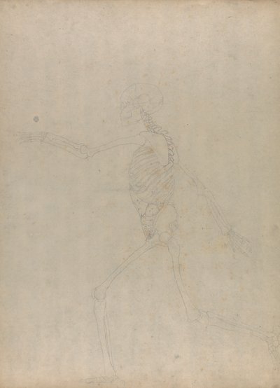 Human Skeleton, Lateral View (Study for a Key Figure to an Unpublished Table Showing the Abdominal Viscera) by George Stubbs