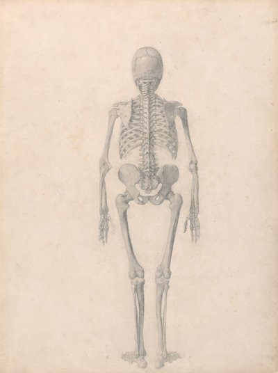 Human Skeleton, Posterior View (Finished Study for Table II) by George Stubbs