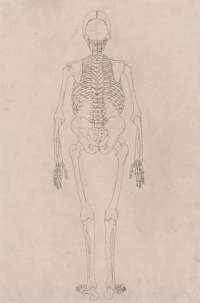 Human Skeleton, Posterior View (Relates to Table II) by George Stubbs