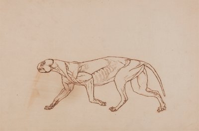 Leopard Body, Lateral View by George Stubbs