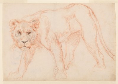 Lioness Prowling, Recto, 18th or 19th Century by George Stubbs