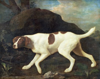 Phillis, a Pointer of Lord Clermont