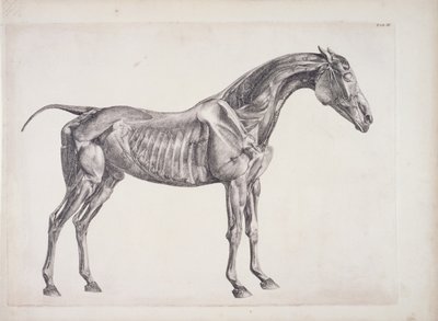 Plate from The Anatomy of the Horse, c.1766 by George Stubbs