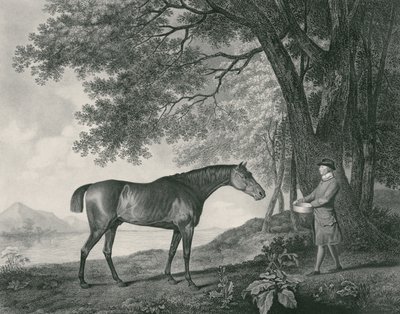 Sharke, engraved by George Townley Stubbs, pub. 1794 by George Stubbs