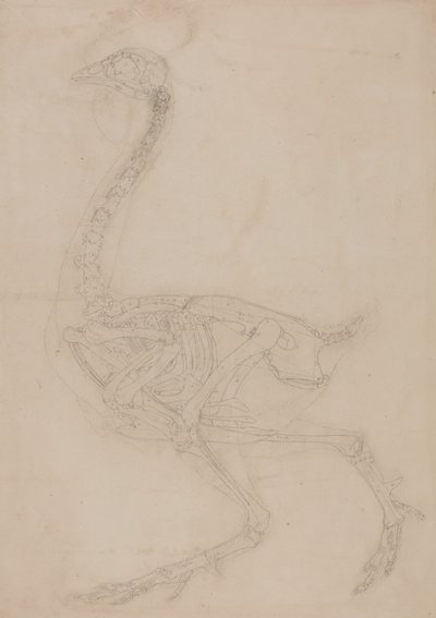 Study of a Fowl, Lateral View, from A Comparative Anatomical Exposition of the Structure of the Human Body with that of a Tiger and a Common Fowl by George Stubbs