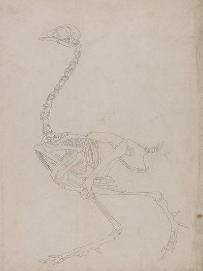 Study of a Fowl, Lateral View, from A Comparative Anatomical Exposition of the Structure of the Human Body with that of a Tiger and a Common Fowl by George Stubbs