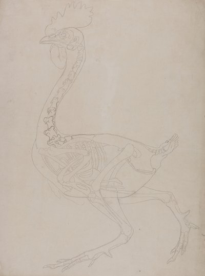 Study of a Fowl, Lateral View, from A Comparative Anatomical Exposition of the Structure of the Human Body with that of a Tiger and a Common Fowl by George Stubbs