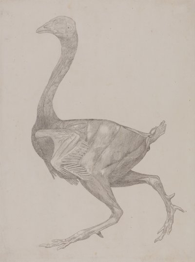 Study of a Fowl, Lateral View, from A Comparative Anatomical Exposition of the Structure of the Human Body with that of a Tiger and a Common Fowl, 1795-1806 by George Stubbs