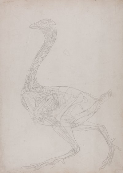 Study of a Fowl, Lateral View, from A Comparative Anatomical Exposition of the Structure of the Human Body with that of a Tiger and a Common Fowl, 1795-1806 by George Stubbs