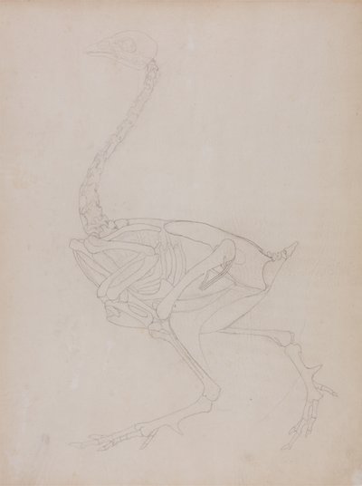 Study of a Fowl, Lateral View, from A Comparative Anatomical Exposition of the Structure of the Human Body with that of a Tiger and a Common Fowl, 1795-1806 by George Stubbs
