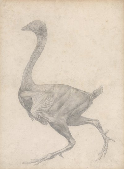 Study of a Fowl, Lateral View, with skin and underlying fascial layers removed, from A Comparative Anatomical Exposition of the Structure of the Human Body with that of a Tiger and a Common Fowl by George Stubbs
