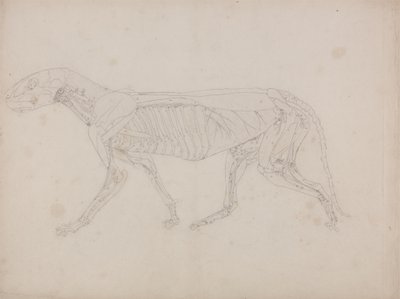 Study of a Tiger, Lateral View, from A Comparative Anatomical Exposition of the Structure of the Human Body with that of a Tiger and a Common Fowl, c.1795-1806 by George Stubbs