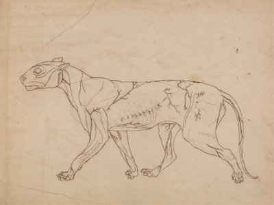 Study of a Tiger, Lateral View, from A Comparative Anatomical Exposition of the Structure of the Human Body with that of a Tiger and a Common Fowl by George Stubbs