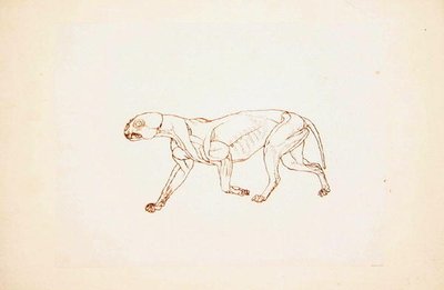 Study of a Tiger, Lateral View, from A Comparative Anatomical Exposition of the Structure of the Human Body with that of a Tiger and a Common Fowl by George Stubbs