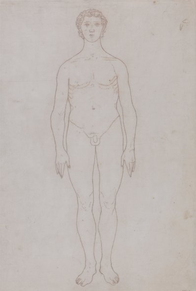 Study of the Human Figure, Anterior View (Outline Drawing for Table VI) by George Stubbs