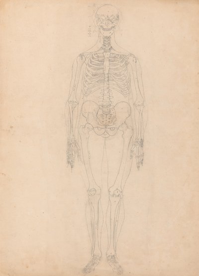 Study of the Human Figure, Anterior View, Diagram for Key to Table I, from A Comparative Anatomical Exposition of the Structure of the Human Body with that of a Tiger and a Common Fowl, c.1795-1806 by George Stubbs