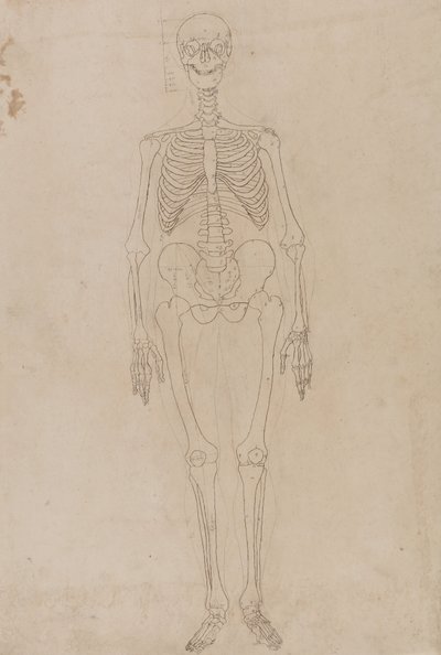 Study of the Human Figure, Anterior View, from A Comparative Anatomical Exposition of the Structure of the Human Body with that of a Tiger and a Common Fowl, c.1795-1806 by George Stubbs