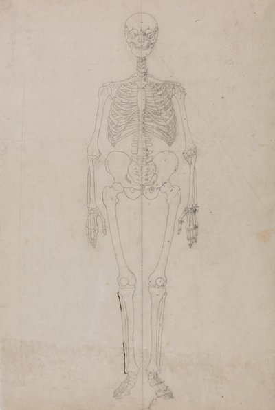 Study of the Human Figure, Anterior View, from A Comparative Anatomical Exposition of the Structure of the Human Body with that of a Tiger and a Common Fowl, c.1795-1806 by George Stubbs
