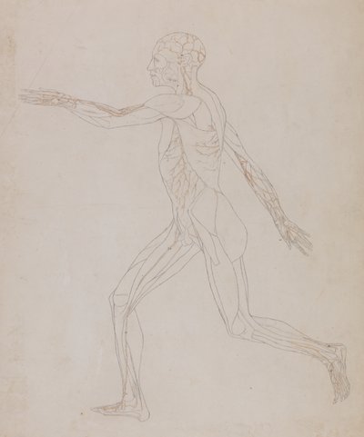 Study of the Human Figure, Lateral View, from A Comparative Anatomical Exposition of the Structure of the Human Body with that of a Tiger and a Common Fowl, c.1795-1806 by George Stubbs
