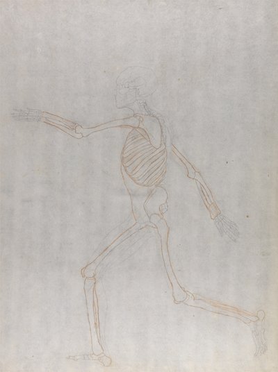 Study of the Human Figure, Lateral View, from A Comparative Anatomical Exposition of the Structure of the Human Body with that of a Tiger and a Common Fowl by George Stubbs