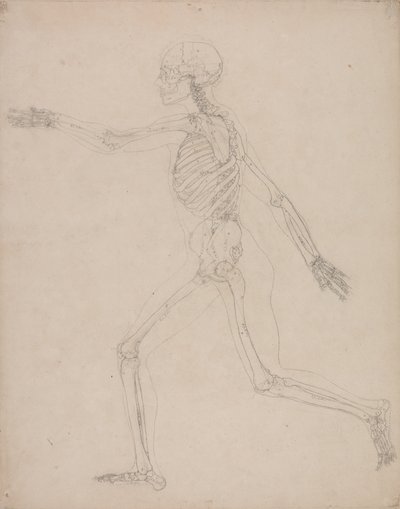 Study of the Human Figure, Lateral View, from A Comparative Anatomical Exposition of the Structure of the Human Body with that of a Tiger and a Common Fowl by George Stubbs