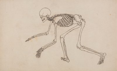 Study of the Human Figure, Lateral View, from A Comparative Anatomical Exposition of the Structure of the Human Body with that of a Tiger and a Common Fowl by George Stubbs