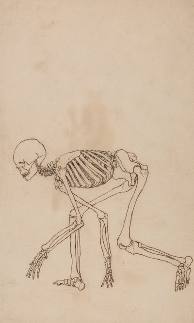 Study of the Human Figure, Lateral View, from A Comparative Anatomical Exposition of the Structure of the Human Body with that of a Tiger and a Common Fowl by George Stubbs