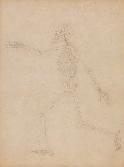 Study of the Human Figure, Lateral View, from 