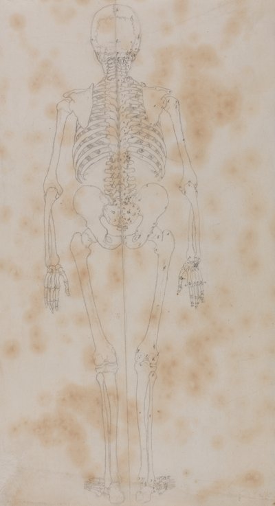 Study of the Human Figure, Posterior View, from A Comparative Anatomical Exposition of the Structure of the Human Body with that of a Tiger and a Common Fowl, c.1795-1806 by George Stubbs