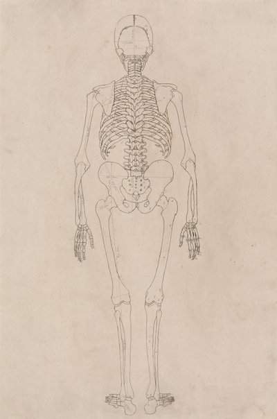 Study of the Human Figure, Posterior View, from A Comparative Anatomical Exposition of the Structure of the Human Body with that of a Tiger and a Common Fowl, c.1795-1806 by George Stubbs