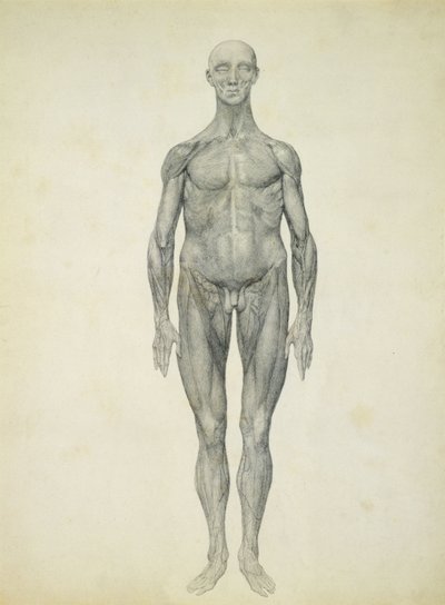 The Human Figure, anterior view, from the series 