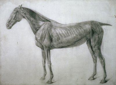 The Study of Muscles: Ecorche Drawing Seen from the Flank, from the 13th Anatomical Table, from the Anatomy of the Horse, 1766 by George Stubbs