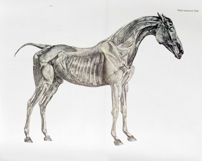 Third Anatomical Table, from 