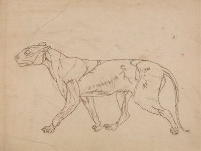 Tiger Body, Lateral View by George Stubbs
