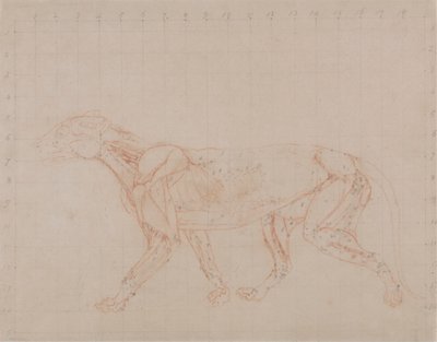 Tiger Body, Lateral View by George Stubbs