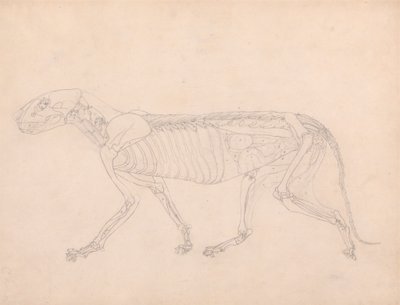 Tiger Body, Lateral View by George Stubbs
