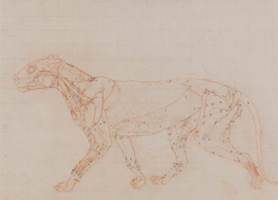 Tiger Body, Lateral View (Study of the muscles exposed at the third stage of dissection) by George Stubbs