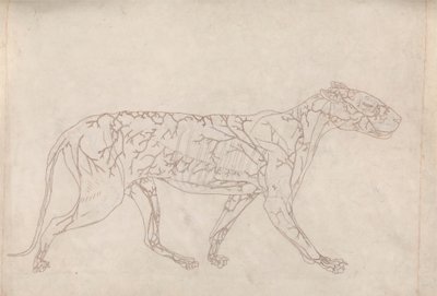 Tiger, Lateral View (Outline Study of the Surface Blood Supply) by George Stubbs