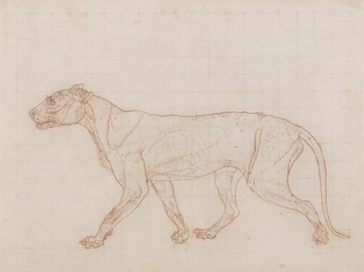 Tiger, lateral view, skin removed, illustration from 
