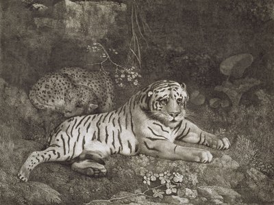 Two Tygers, engraved by the artist, pub. 1788 by George Stubbs