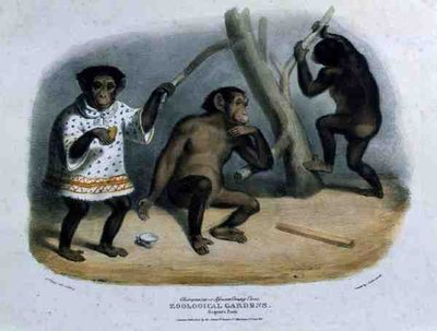Chimpanzee or African Orang-Utan at the Zoological Gardens, Regent