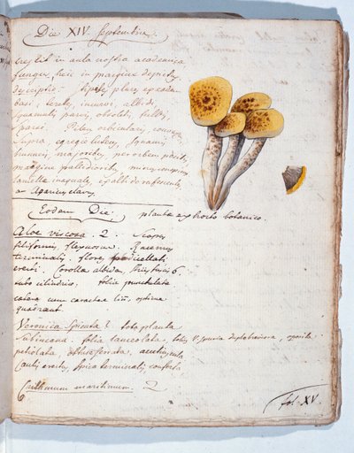Illustration of a Species of Fungus, from 