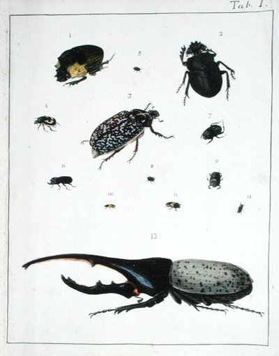 Various Beetles, Plate I from 