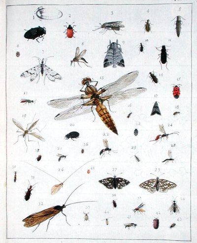 Various Insects, Plate III from 