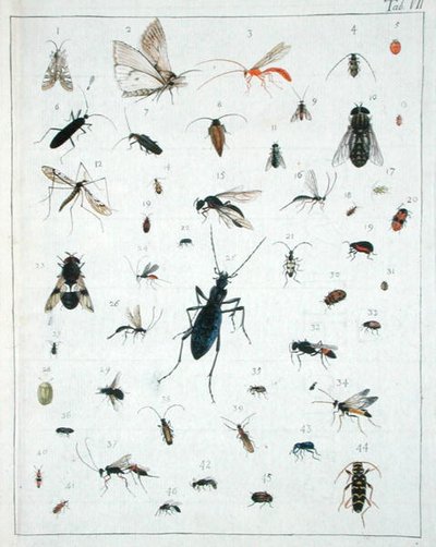 Various Insects, Plate VII from 