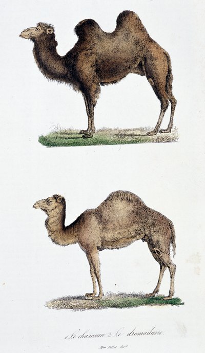 Camel and a Dromedary by Georges Louis Leclerc
