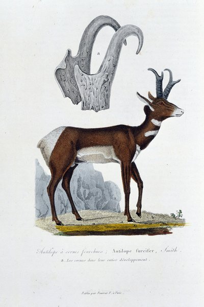 Natural History Board: Zoological board representing the Spanked Antelope; Furcifer Antelope, Smith. a. The horns in their entire development - in 