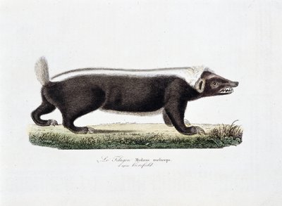Natural History Plate: Zoological board depicting the Telagon, Mydaus meliceps after Horsfield - in 