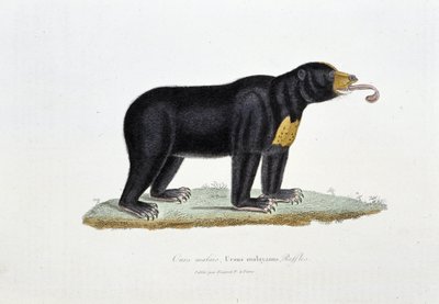 Natural History Plate: Zoological board depicting the Malaysian Bear, Ursus malayanus, Raffles - in 