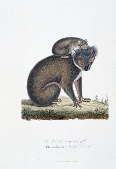 Natural History Plate: Zoological board representing Koala (after Griffith), Phascolarctos Fuscus - in 